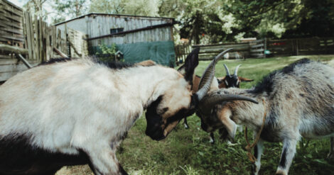 fight of goats in the farm